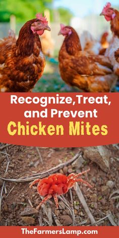 rhode island red hens looking at the camera and an upclose shot of a chicken mite with words written that read recognize treat and prevent chicken mites the farmers lamp dot com Chicken Flock, Chicken Nesting Boxes, Chicken Keeping