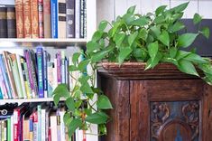 a potted plant sitting on top of a wooden cabinet in front of a bookshelf