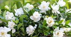 some white flowers are growing out of the ground