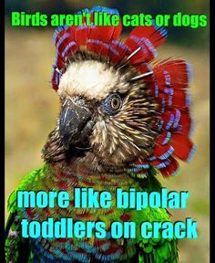 Lmbo! Parrot Diet, Sweet Tweets, Conure Parrots