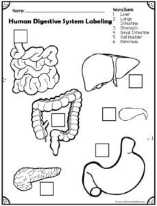 the worksheet for human digest system labeling it in black and white, with text