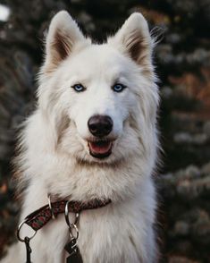 a white dog with blue eyes sitting in front of some trees and rocks, looking at the camera