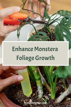 two hands are holding carrots in a pot with the words enhance monstera foliage growth