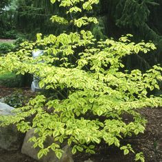 a small tree with green leaves in the middle of a park area next to some rocks and trees