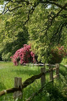 a wooden fence surrounded by lush green grass and trees with pink flowers in the background