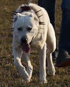 Guardian Dog, Livestock Guardian Dog, Livestock Guardian, Animal Icon, The Shepherd, Big Dogs, Pet