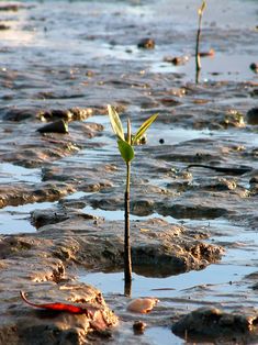 a small plant sprouts out of the ground in shallow water, surrounded by rocks and pebbles