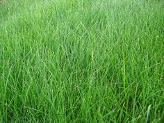 tall green grass is growing in the field