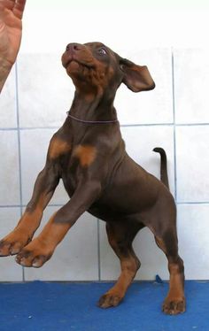 a brown and black dog standing on top of a blue floor next to a white tiled wall