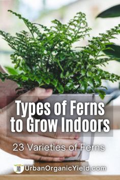 a person holding a potted plant with the words types of ferns to grow indoors