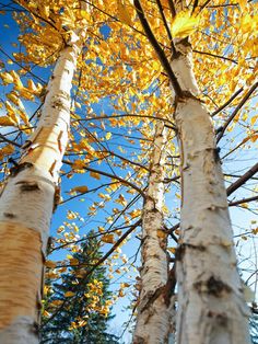 two tall trees with yellow leaves in the foreground and blue sky in the background