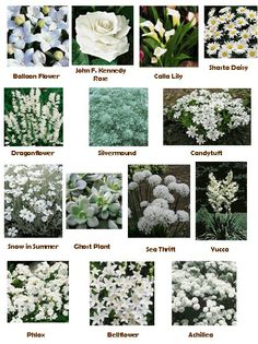 different types of flowers and their names