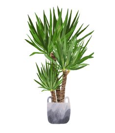 a potted palm tree in a grey and white planter on a white background