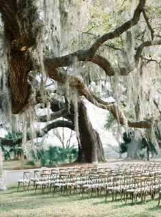 an outdoor ceremony set up with white chairs and mossy trees hanging from the branches