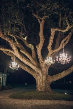 a large tree with chandeliers hanging from it's branches in the dark