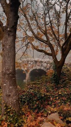 trees with leaves on the ground in front of a bridge