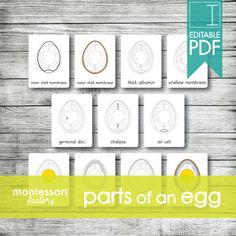 the montessor parts of an egg are arranged on top of each other, with text