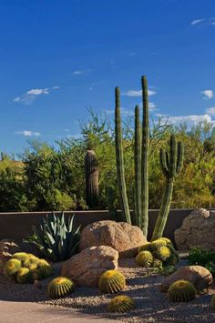 a cactus garden with rocks and cacti