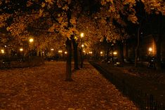 the trees are lit up at night with their leaves on the ground and lights in the background