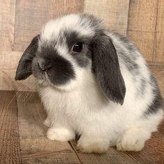 a gray and white rabbit sitting on top of a wooden floor next to a wall