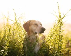 a dog is standing in the tall grass and looking at something with his eyes closed