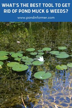 water lilies in the pond with text overlay that reads what's the best tool to get rid of pond muck and weeds?