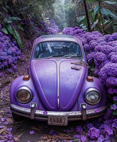 an old purple car is parked in the middle of flowers