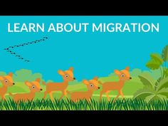 a group of deer in the grass with text learn about migrate on it's side