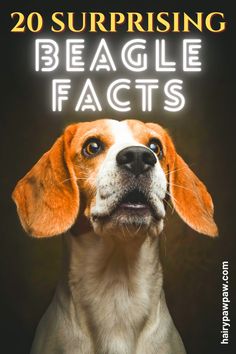 a dog with the title 20 surprising beagle facts