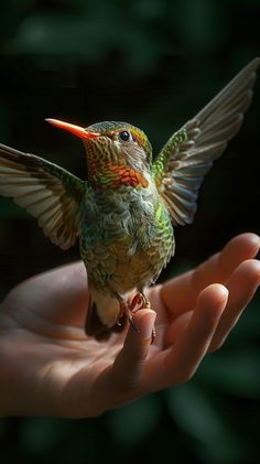 a hummingbird perched on top of someone's hand with its wings spread out