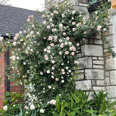 some pink roses growing on the side of a brick building