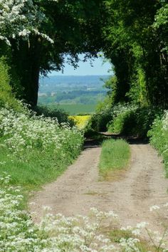 a dirt road surrounded by trees and white flowers