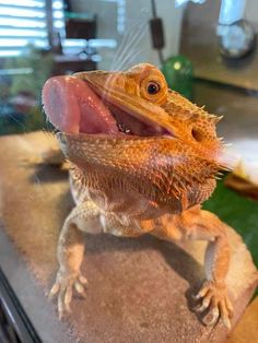 a bearded lizard with its mouth open and tongue out