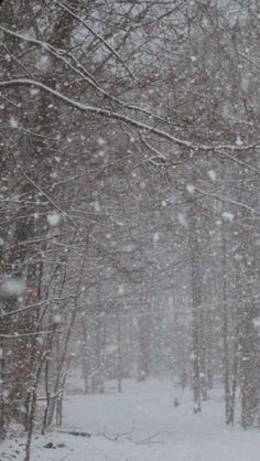 a snow covered forest filled with lots of trees