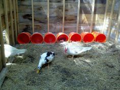 some chickens are standing in the hay near red buckets and orange bowls on the ground