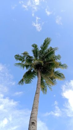 a tall palm tree standing in the middle of a blue sky with clouds behind it