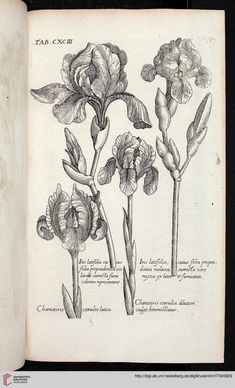 an open book with drawings of flowers on it's pages and the title page