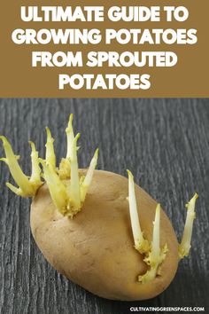 the ultimate guide to growing potatoes from sprouted potatoes with text overlay that says ultimate guide to growing potatoes from sprouted potatoes