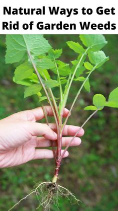 a person holding up a plant with roots and leaves on it, in front of the words natural ways to get rid of garden weeds