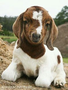 a brown and white goat laying on top of a dirt field