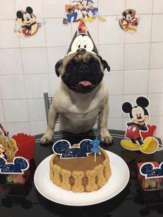 a pug dog sitting on top of a table next to a mickey mouse cake