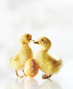 an egg and two little ducklings with the words egg art