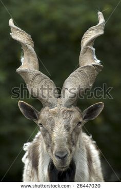 a goat with large horns standing in front of trees