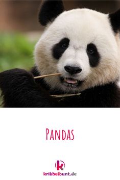 a panda eating bamboo sticks with the caption panda's name is on it