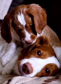 two brown and white dogs laying next to each other on a bed with a blanket