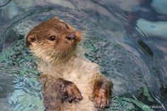 an otter is swimming in the water with its front paws on it's back