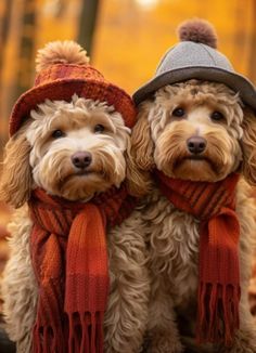 two dogs wearing hats and scarves in the fall forest, one is brown with white fur