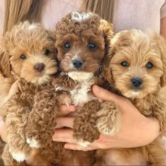 three puppies are being held by a woman