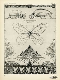 an image of butterflies and insects on paper