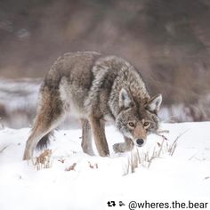 a wolf is walking through the snow